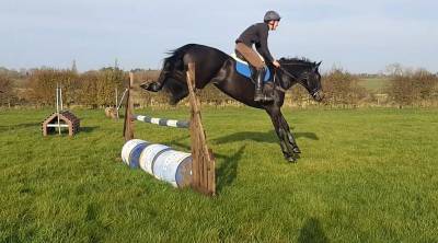 Sold 2020 4yo gelding- serious competition prospect