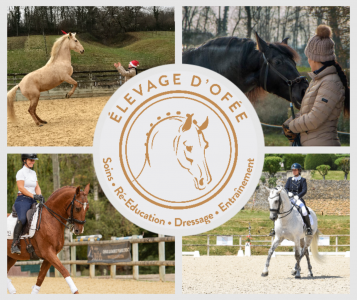 Pension enseignement ethologie & dressage