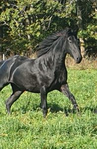 Cheval pouliche frison 2,5 ans