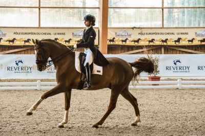 Cours particuliers dressage/ valorisation 