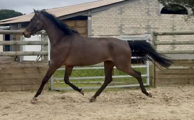 Bel hongre 5 ans 