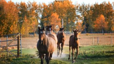 Centro di stagione cavallo in vendita yvelines