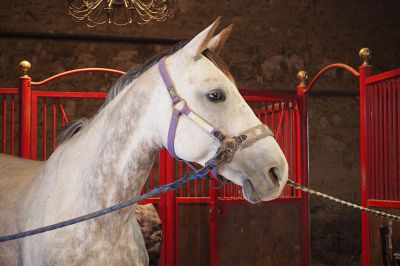 Ecurie les rouillons - pension chevaux 89