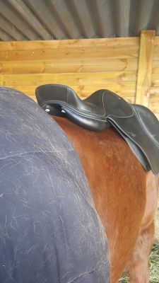 Selle equip horse 