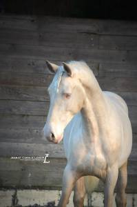 Adorable hongre espagnol 4 ans