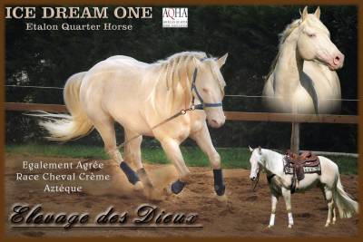 Ice dream one  : ice dream one etalon quarter horse de robe crème 