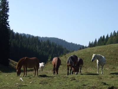 Pension au pré en troupeau -  ferme equestre berbois