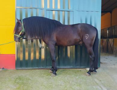 Cv amarantto  : caballo pre negro, 1.71 de alzada 