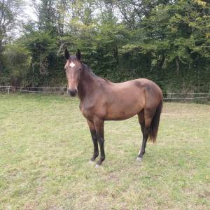 Pouliche sf 2ans par andiamo semilly 