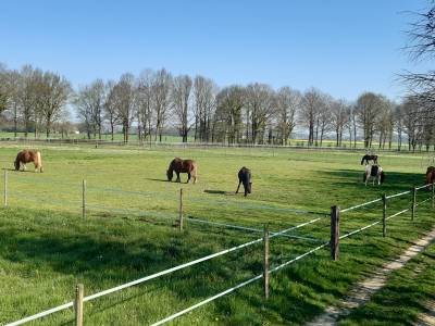 Pension de l'elev'haras