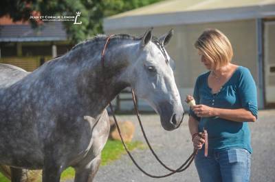 Pure race espagnole pp hongre 6 ans 160