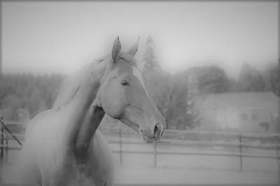 écurie de l'épinette - pension chevaux (76)