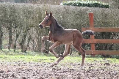 Veulen (ml) Belgisch sportpaard Te koop 2023 Donker bruin / bai ,  Dollar du Rouet