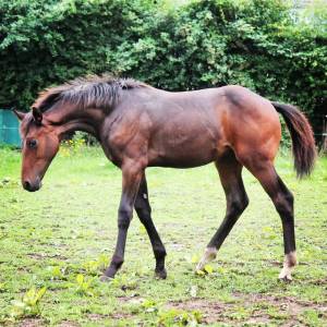 Semental sbs caballo de deporte belga en venta 2023 bayo por dollar du rouet