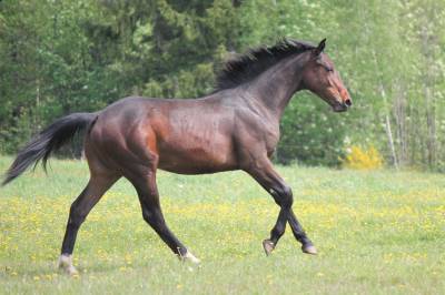 Semental sbs caballo de deporte belga en venta 2023 bayo por dollar du rouet