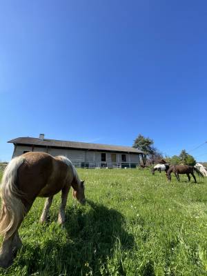 Pension chevaux/les écuries de plein sud