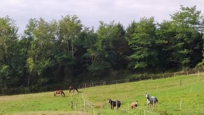 Pension cheval - les écuries d'iguzki (64)