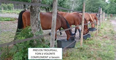 Les ecuries de landriole - pension chevaux (33)