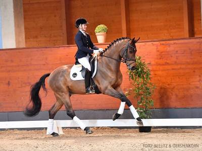 Valentin - hongre dressage - vitalis x fürstenball