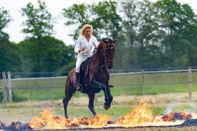 Amadeo de ruyer : etalon lusitanien 