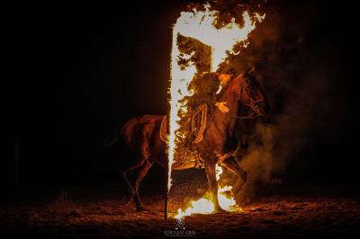 Amadeo de ruyer : etalon lusitanien 