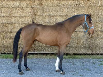 Caballo castrado bwp caballo de sangre belga en venta 2022 bayo por cooper van de heffinck