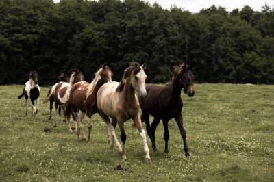 Elevage rossi | allevamento, riproduzione equina > stazioni di monta equina