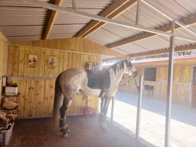 Ecurie Privée propose pensions pour chevaux