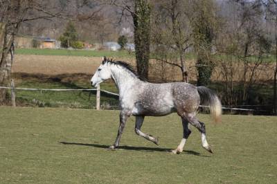 Cheval kwpn 9 ans