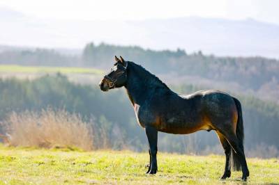 Guerlayn de bedou  : saillie étalon new forest rouan