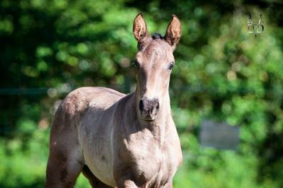 Filly PRE Pure Spanish Bred For sale 2024 Black