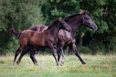 Pouliche Pure Race Espagnole noire