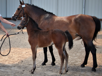 Madone Foal Pouliche Usandro x Quabar x Kantje’s