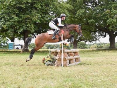 Jument aes anglo european studbook a vendre 2016 bai par denver lg