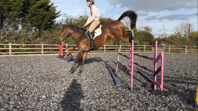 Scopey competitive jumping mare