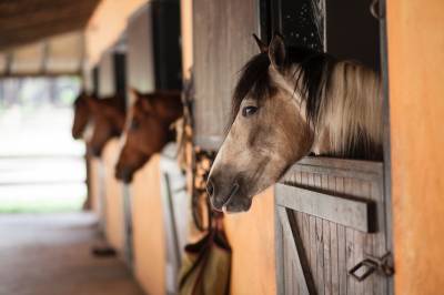 écuries de propriétaire / pension pour chevaux