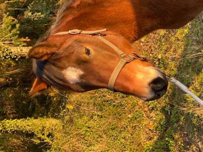 Poulain new forest par lovelyhill magical height