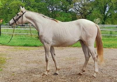 Filly anglo-arabian for sale 2021 grey