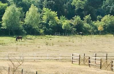 Ecurie avec paddocks en herbe à Maisons-Laffitte