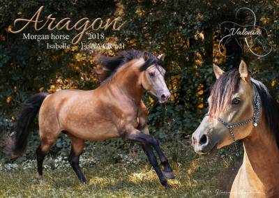 Emmh magic aragon de amor : etalon morgan horse isabelle en bretagne