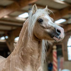 Ninos  : saillie poney welsh mountain plein papiers palomino 
