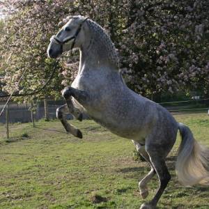 Cheval diffusion : dressage et attelage de chevaux