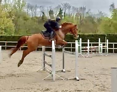 Gelding selle français for sale 2020 chesnut