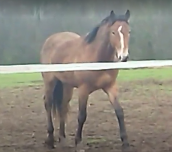Intero pfs pony francese da sella in vendita 2021 baio ,  very star kerveyer