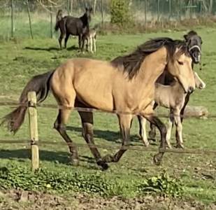 Saillie Etalon Rocky Mountain Horse