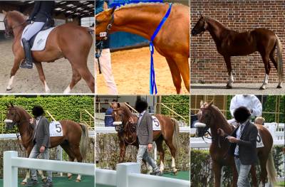 Iron man de jomat*dopaminesinvest  : etalon poney pour monte 2023 en new forest croisement