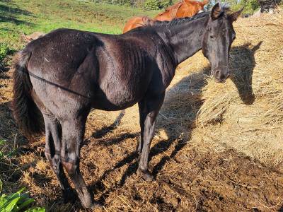 Poulain quarter horse homozygote black