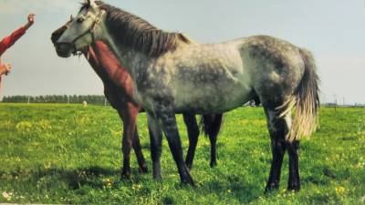 Prairie 3ha , pension pour chevaux 
