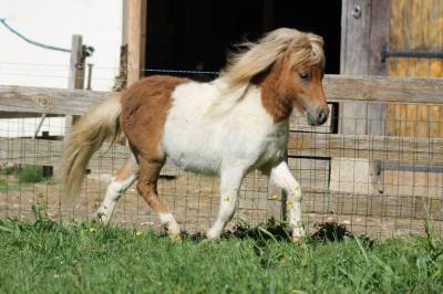 Meylir laprequel - hongre mini-shetland pp 1 an