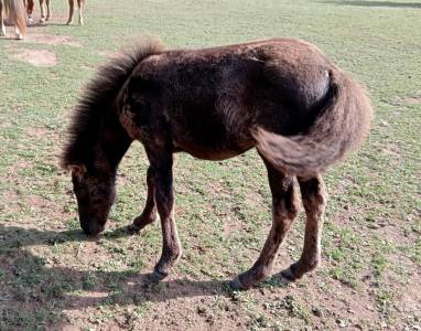 Filly curly for sale 2023 black